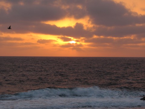 Lever De Soleil Oiseau